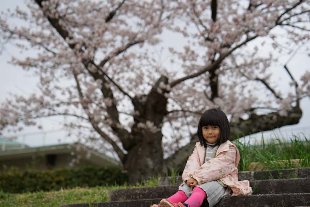 京都 櫻花