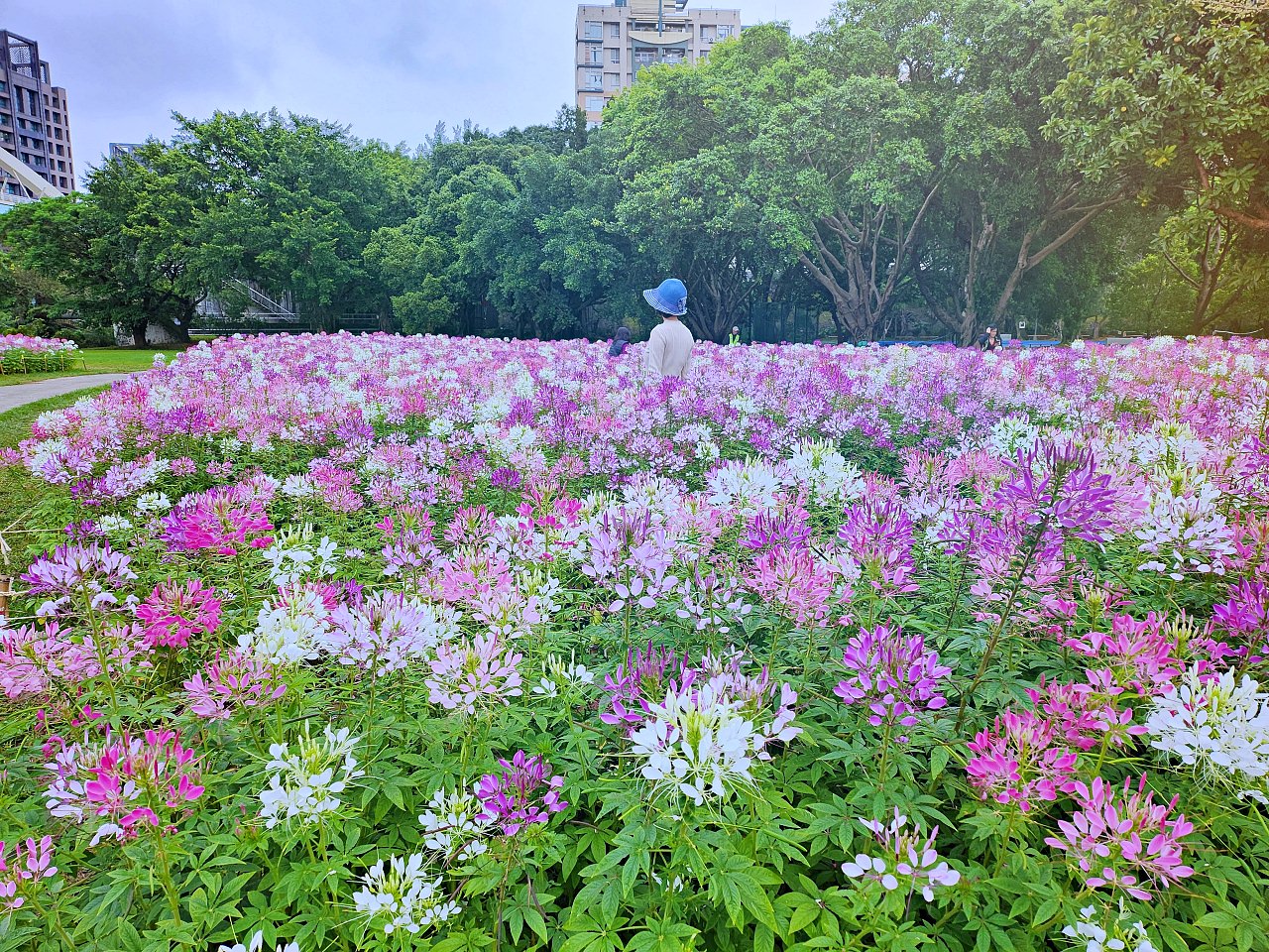 古亭河濱公園花海 + 古亭河濱公園 作文 (9 Years Old) - 第6張圖
