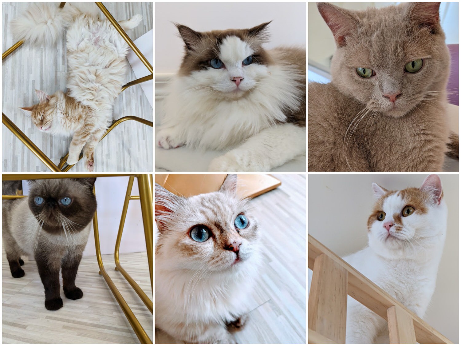 桃園中壢 貳巷貓弄 非常多貓貓的超人氣貓咪咖啡廳 餐點也很好吃