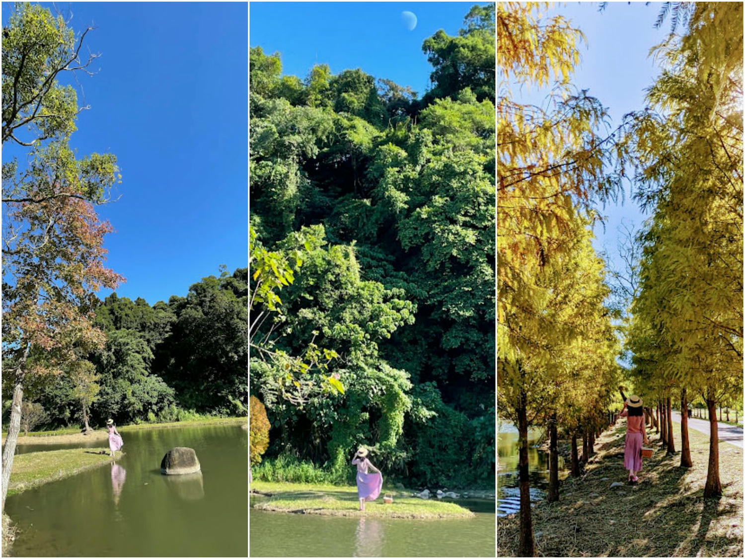 桃園大溪 月眉人工溼地公園 夢幻水畔落羽松林