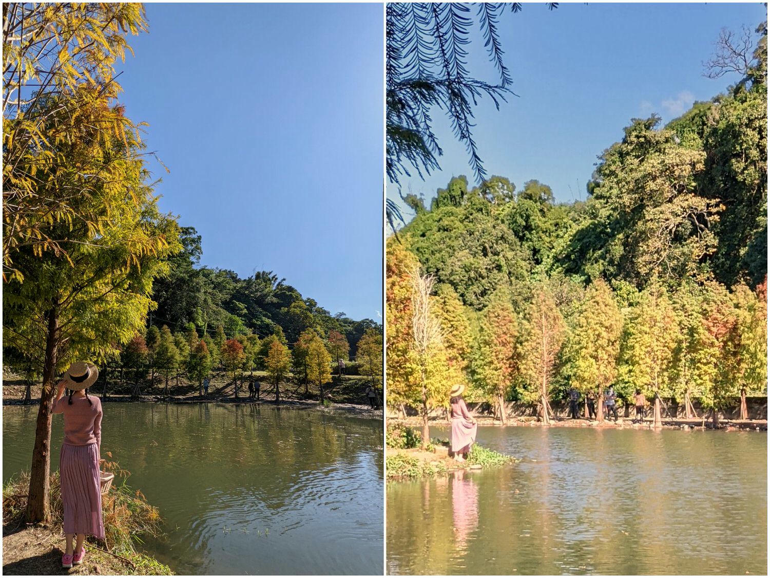 桃園大溪 月眉人工溼地公園 夢幻水畔落羽松林 - 第7張圖