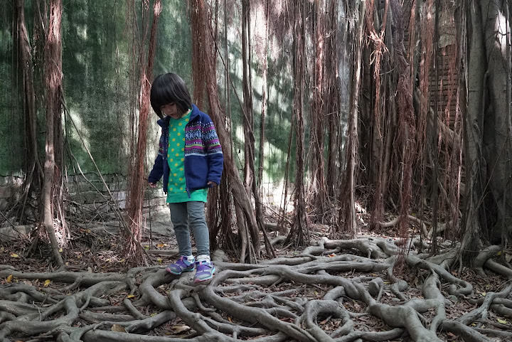 台南小旅行: 十鼓文化園區、台南都會公園奇美博物館、七股鹽山、安平樹屋