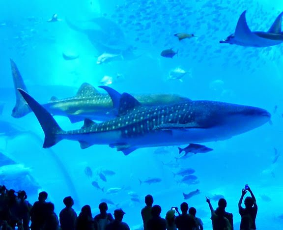 沖繩 美ら海水族館、百年古家大家