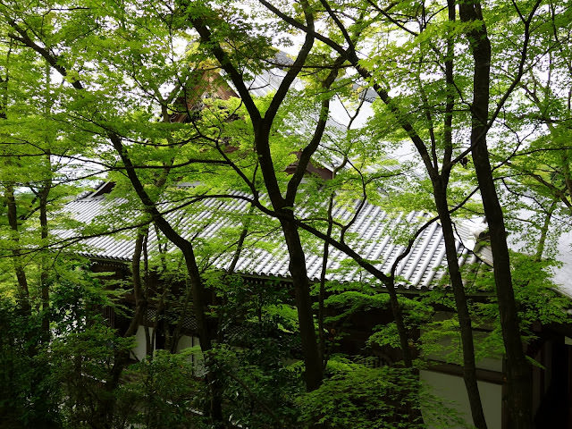 夏季的青楓  京都永觀堂