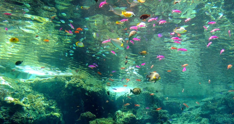 沖繩 美ら海水族館、百年古家大家