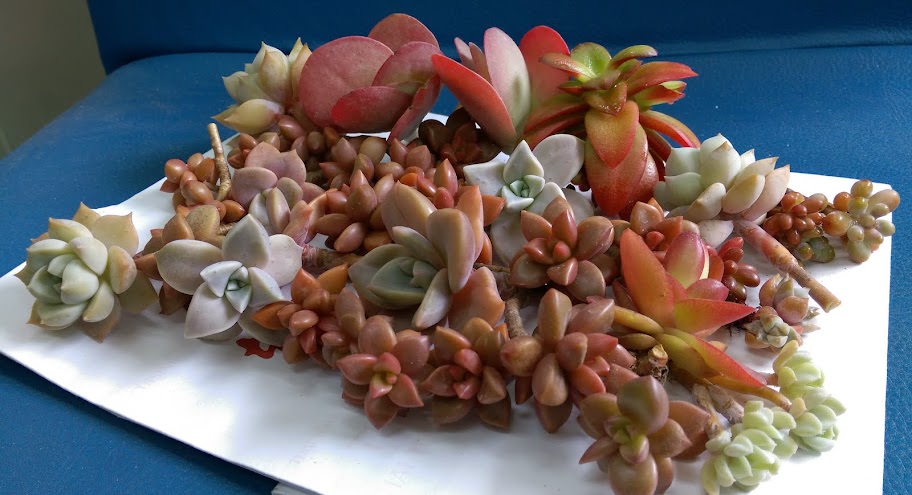 多肉小花園
