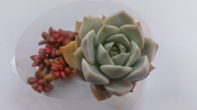 多肉小花園