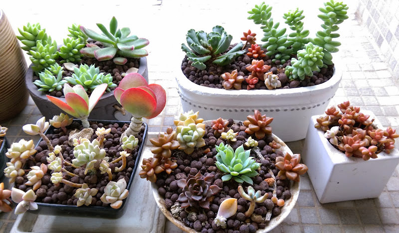 多肉小花園