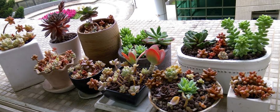 多肉小花園