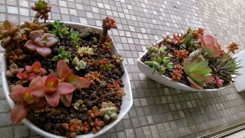 多肉小花園
