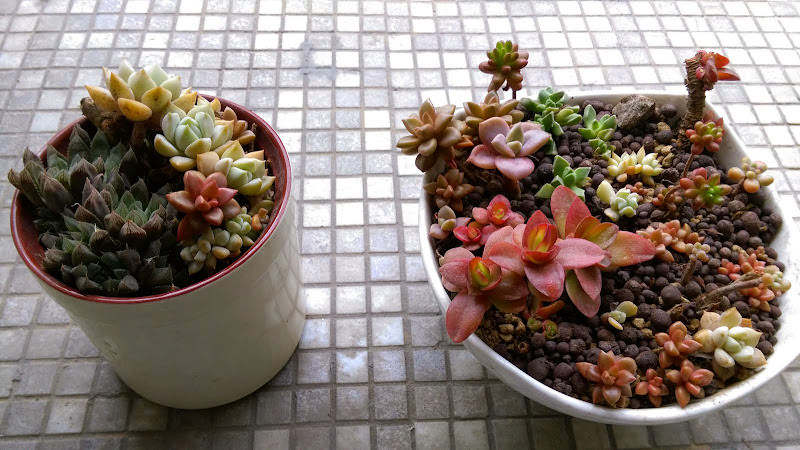 多肉小花園