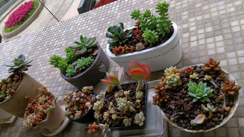 多肉小花園