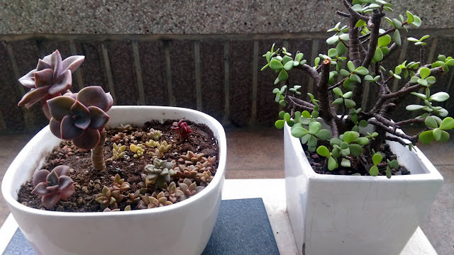 多肉小花園