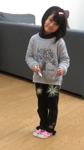 精靈跳舞的窗台 空氣鳳梨小花園