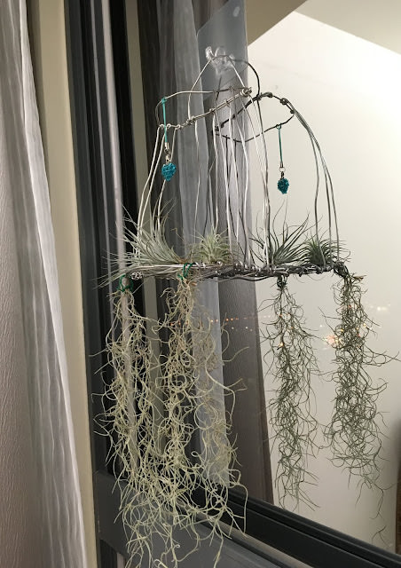 空氣鳳梨的新家＋女王頭 開花紀錄 + 亮葉貝克力 開花紀錄