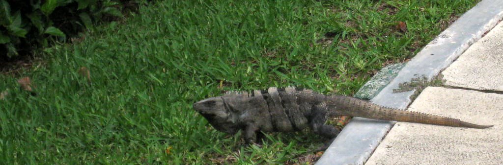Mexico  墨西哥:  Cancun 坎昆、Chichen Itza 奇琴伊察
