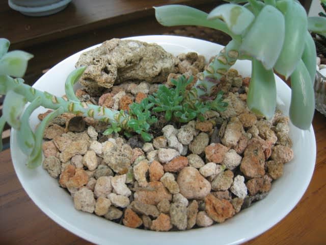 多肉小花園