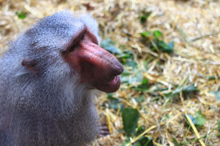 斯德哥爾摩 Skansen Open Air Museum + Zoo 斯堪森露天博物館 + 動物園