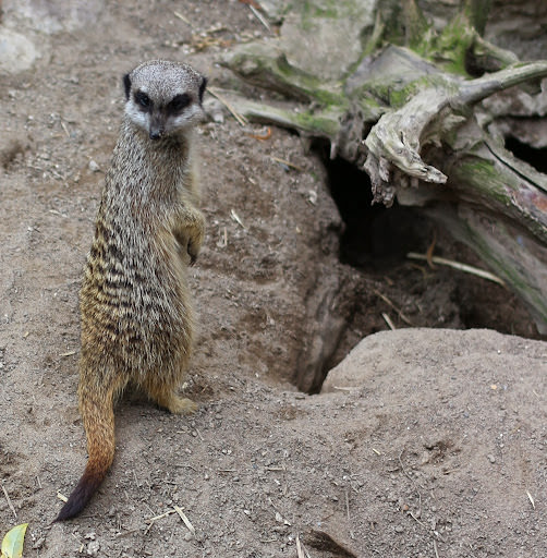 斯德哥爾摩 Skansen Open Air Museum + Zoo 斯堪森露天博物館 + 動物園