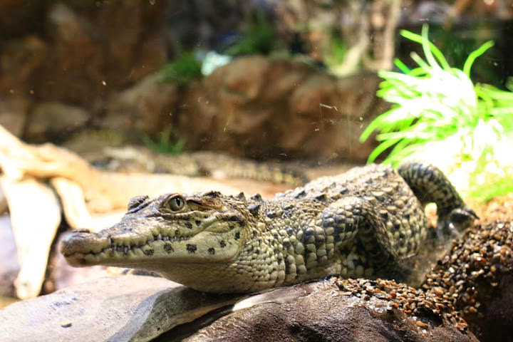 斯德哥爾摩 Skansen Open Air Museum + Zoo 斯堪森露天博物館 + 動物園