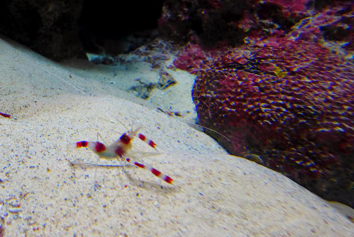 沖繩 美ら海水族館、百年古家大家