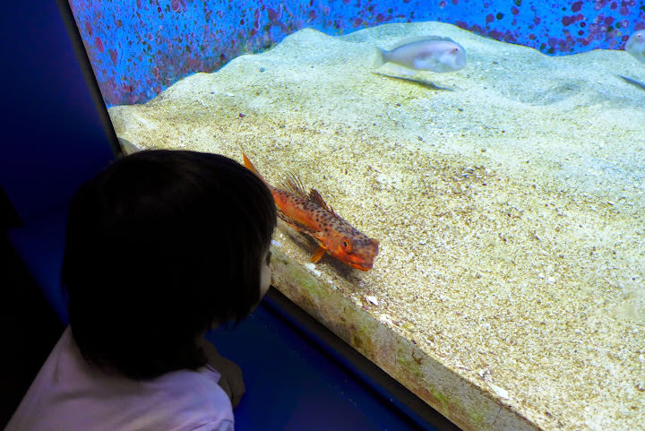 沖繩 美ら海水族館、百年古家大家