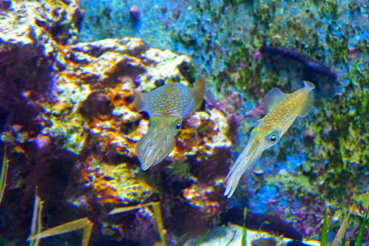 沖繩 美ら海水族館、百年古家大家