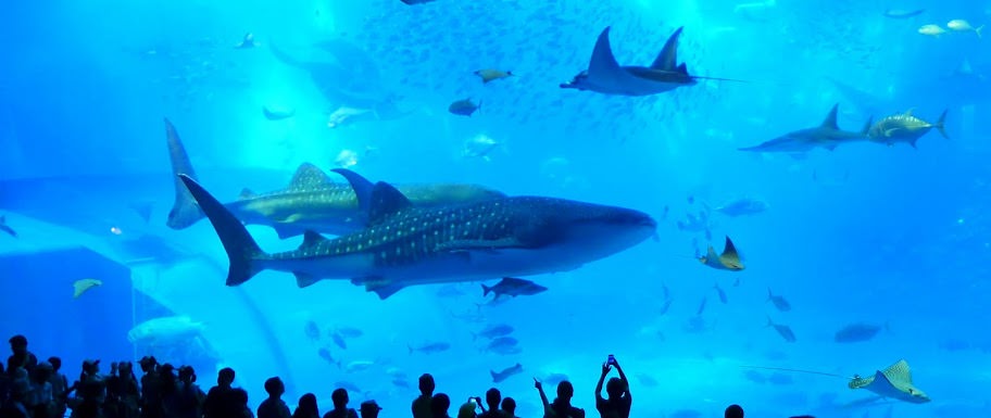 沖繩 美ら海水族館、百年古家大家