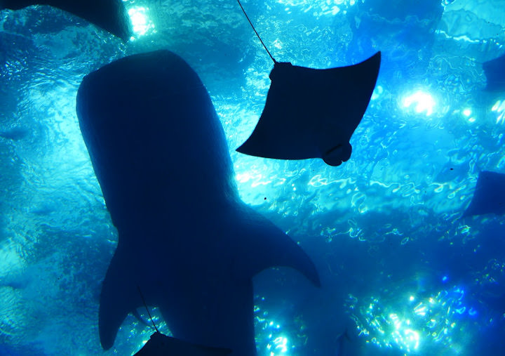 沖繩 美ら海水族館、百年古家大家