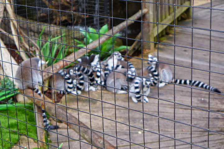 斯德哥爾摩 Skansen Open Air Museum + Zoo 斯堪森露天博物館 + 動物園