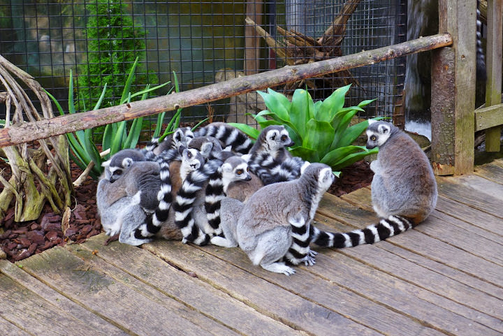 斯德哥爾摩 Skansen Open Air Museum + Zoo 斯堪森露天博物館 + 動物園