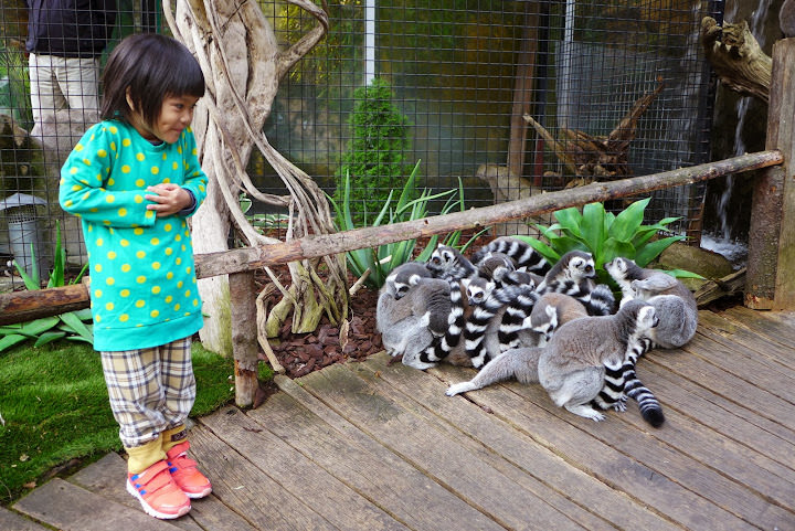斯德哥爾摩 Skansen Open Air Museum + Zoo 斯堪森露天博物館 + 動物園