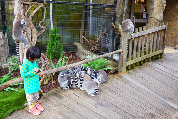 斯德哥爾摩 Skansen Open Air Museum + Zoo 斯堪森露天博物館 + 動物園