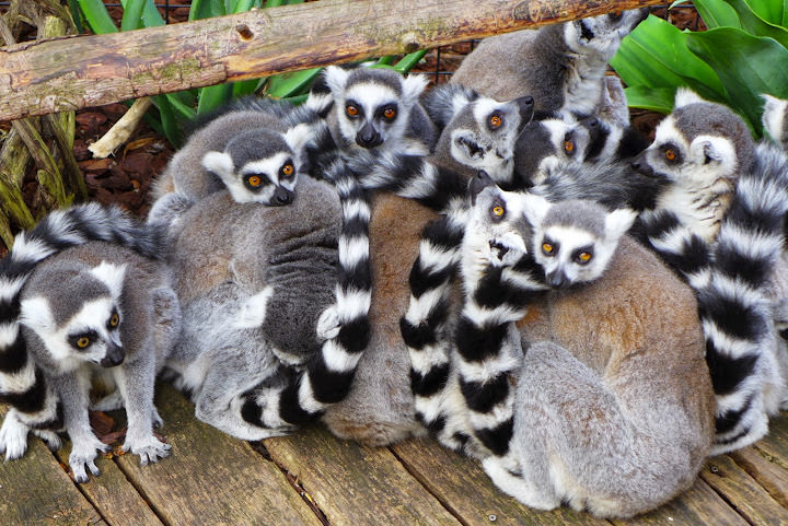 斯德哥爾摩 Skansen Open Air Museum + Zoo 斯堪森露天博物館 + 動物園