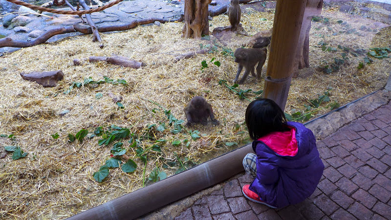 斯德哥爾摩 Skansen Open Air Museum + Zoo 斯堪森露天博物館 + 動物園