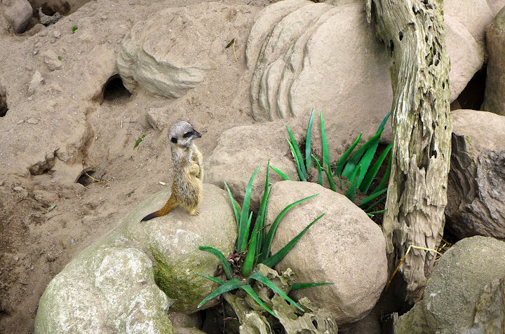 斯德哥爾摩 Skansen Open Air Museum + Zoo 斯堪森露天博物館 + 動物園