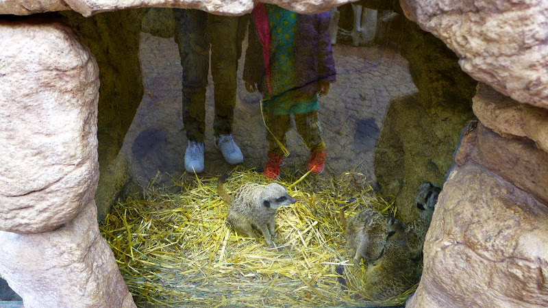 斯德哥爾摩 Skansen Open Air Museum + Zoo 斯堪森露天博物館 + 動物園