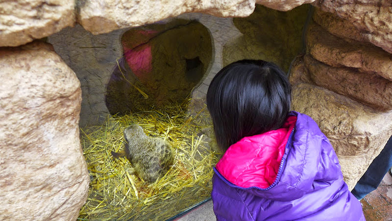斯德哥爾摩 Skansen Open Air Museum + Zoo 斯堪森露天博物館 + 動物園
