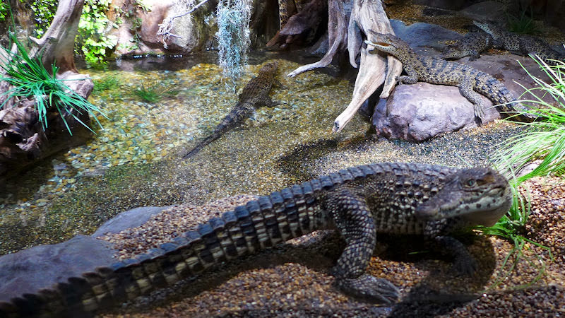 斯德哥爾摩 Skansen Open Air Museum + Zoo 斯堪森露天博物館 + 動物園