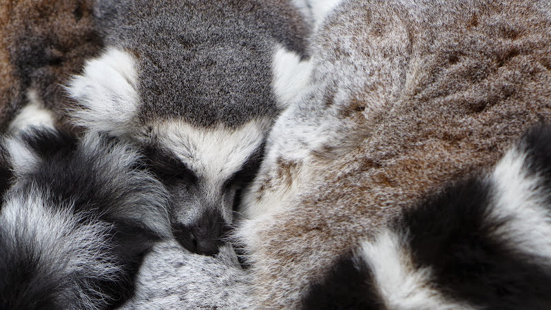 斯德哥爾摩 Skansen Open Air Museum + Zoo 斯堪森露天博物館 + 動物園