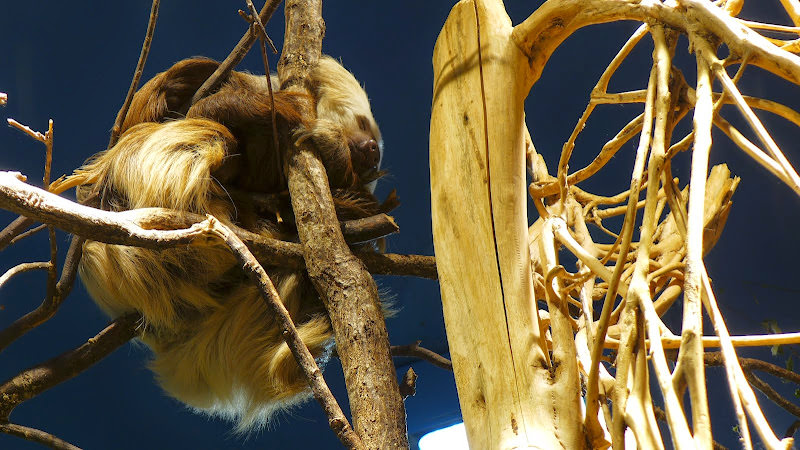 斯德哥爾摩 Skansen Open Air Museum + Zoo 斯堪森露天博物館 + 動物園