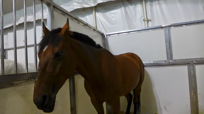 Cavalia 卡瓦利亞劇團 夢幻舞馬