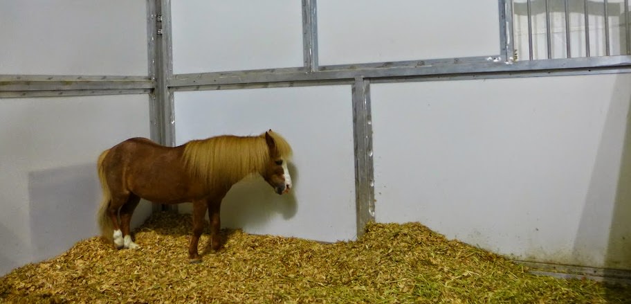 Cavalia 卡瓦利亞劇團 夢幻舞馬
