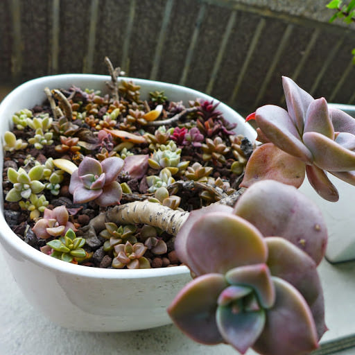 多肉小花園