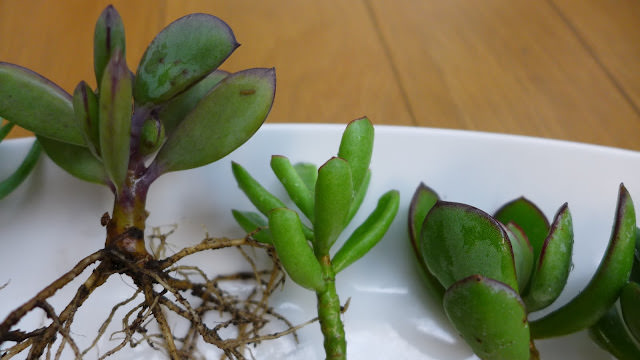 進入夏天之前的多肉紀錄