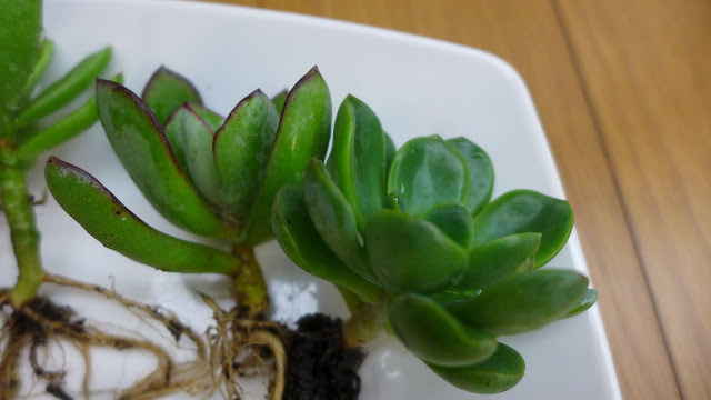 進入夏天之前的多肉紀錄