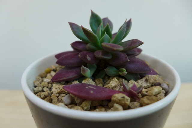 進入夏天之前的多肉紀錄