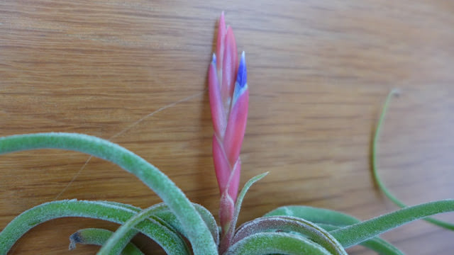 空氣鳳梨的新家＋女王頭 開花紀錄 + 亮葉貝克力 開花紀錄