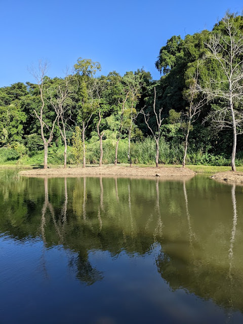 桃園大溪 月眉人工溼地公園 夢幻水畔落羽松林