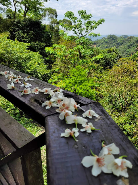 童話般的山城小旅行: 南庄橄欖樹,42份湧泉自然生態步道,相遇森林屋 - 第38張圖 童話般的山城小旅行: 南庄橄欖樹,42份湧泉自然生態步道,相遇森林屋